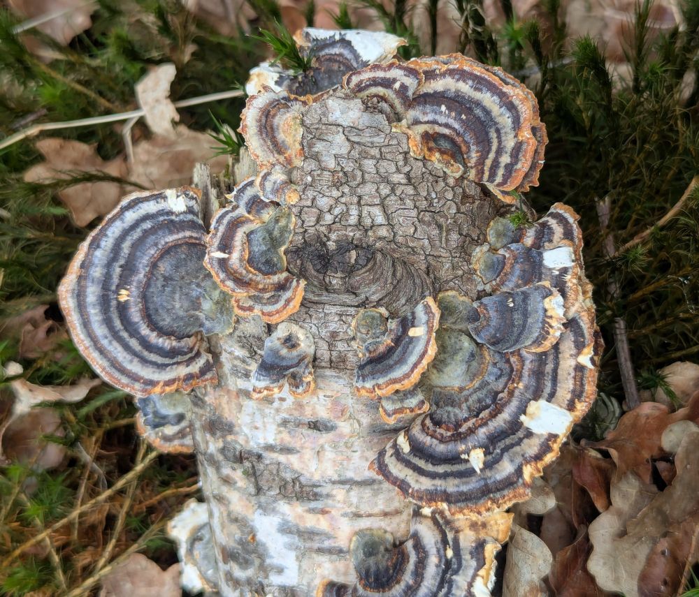 Blue and orange turkey tail bracket fungi on a fallen branch on the woodland floor