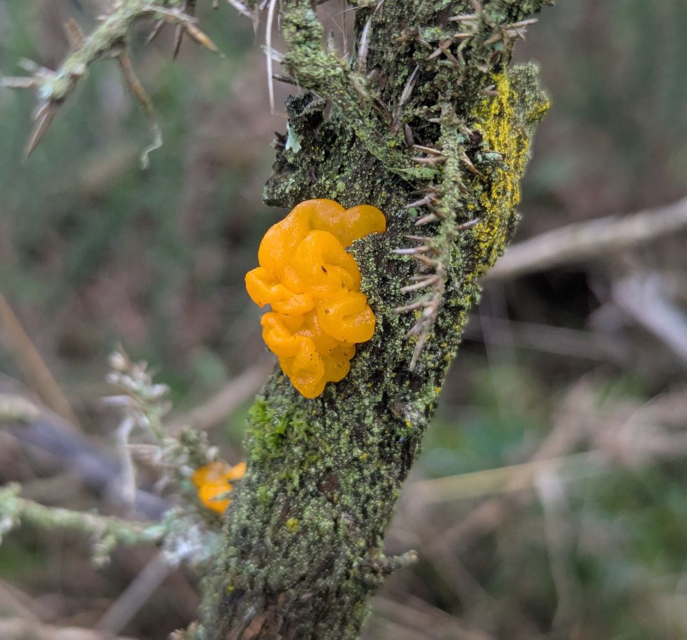 An orange fungus growing on the stem of a gorse bush.