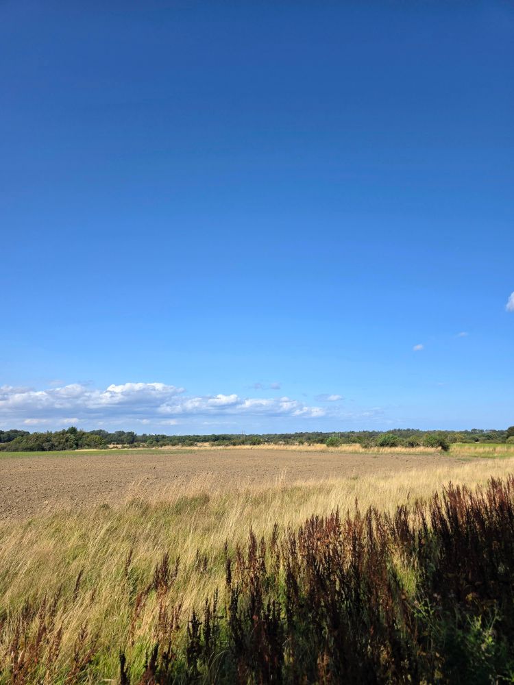 A picture of a bright sunny day in a field!