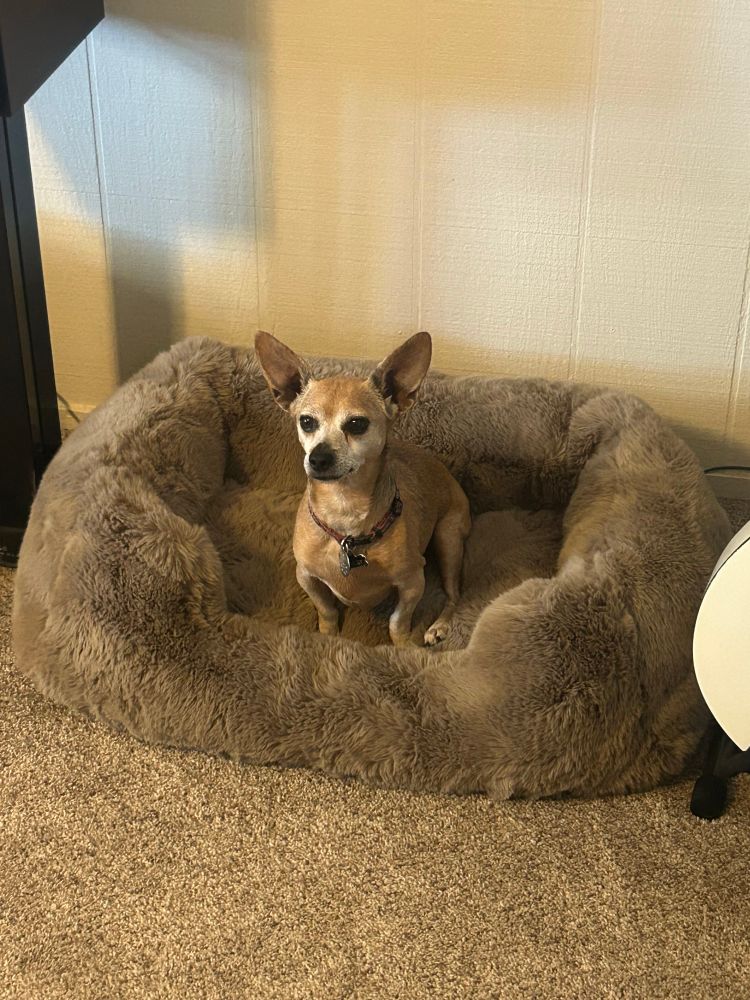 Dog on a fuzzy bed 