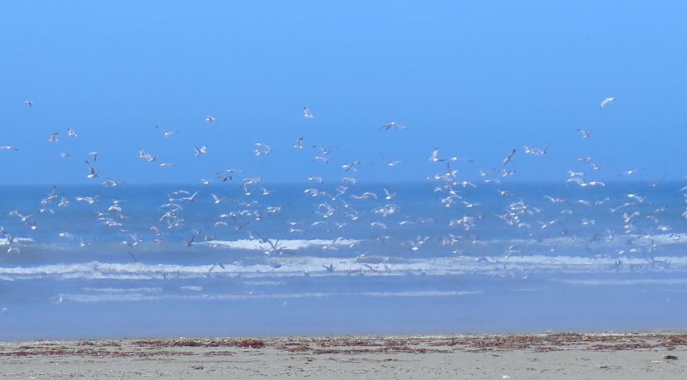 Long Beach, Washington. Sand below ocean below sky. 