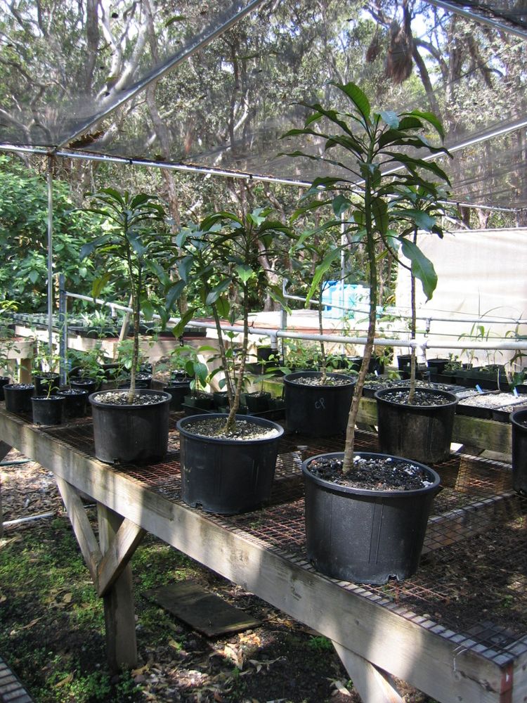 I worked with endangered plants species for 20 years. In Hawai'i. Where there are more endangered species than all the rest if the US combined. This was my nursery. That's ‘Ōhā wai (Clermontia peleana) on the table. At the time only seven of these plants were know to exist in the wild. 