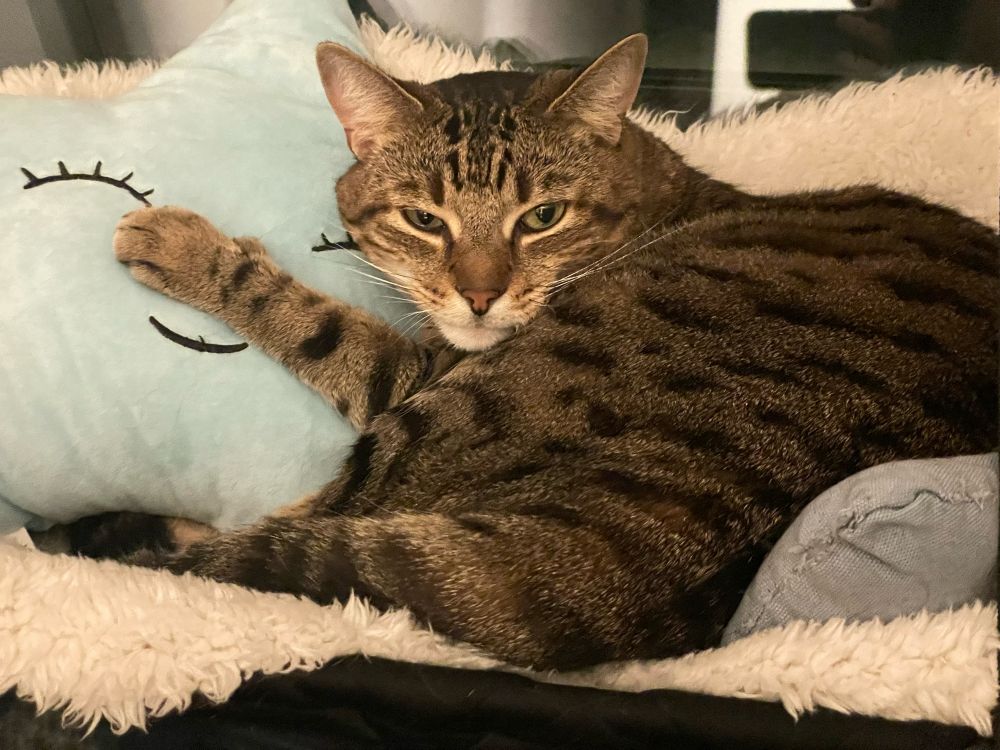 Katze Nikki schaut verschlafen zur Kamera, während er sich mit einer Pfote auf einem Kissen mit lächelndem gestickten Gesicht, abstürzt.