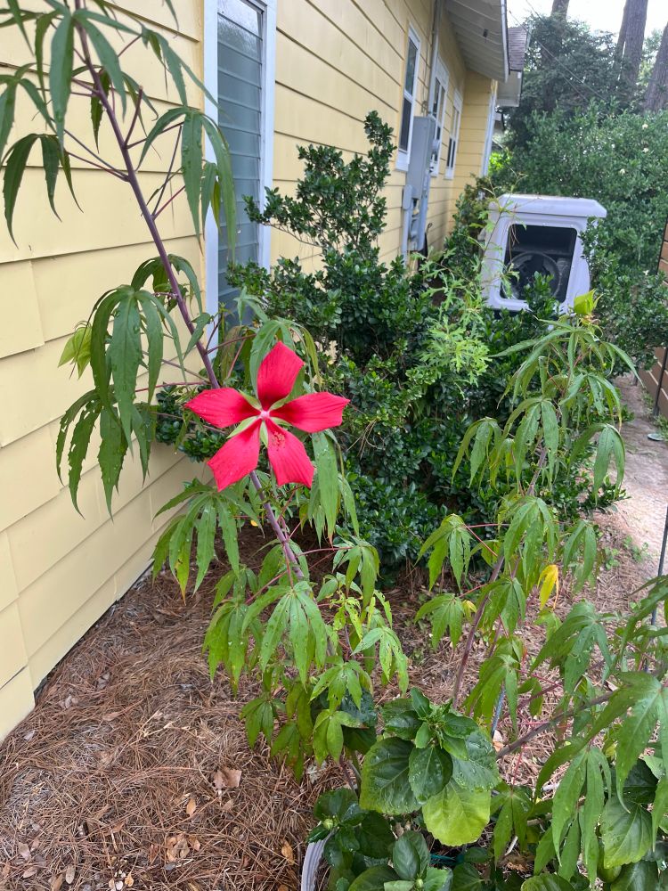 Red Texas star hibiscus flower