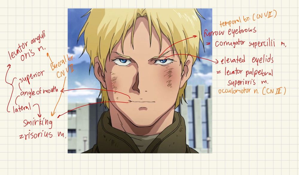 Just me trying to remember facial muscles