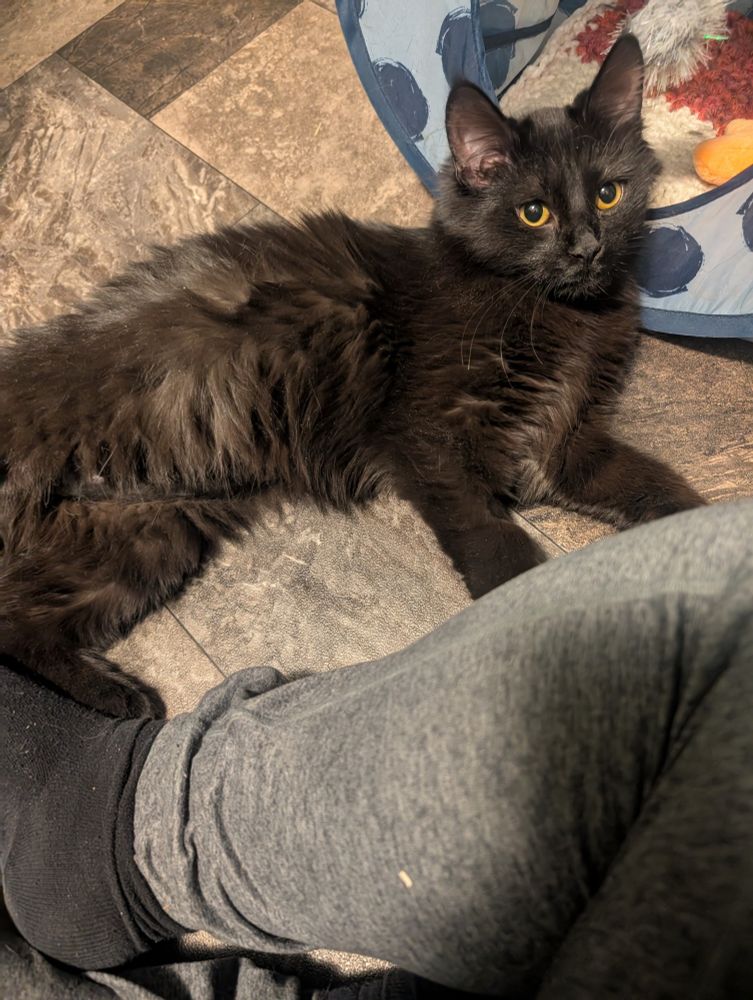 Black medium haired kitten with yellow eyes laying on her side 