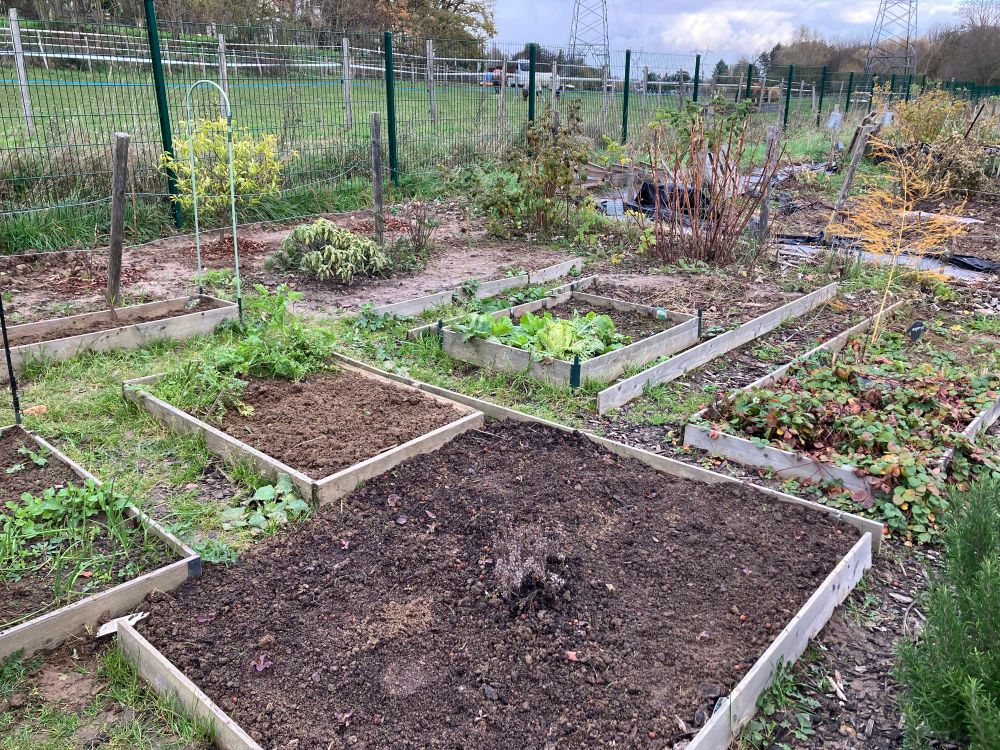 手前の四角にサニーレタス
紫色なのでカムフラージュ効果でよく見えない