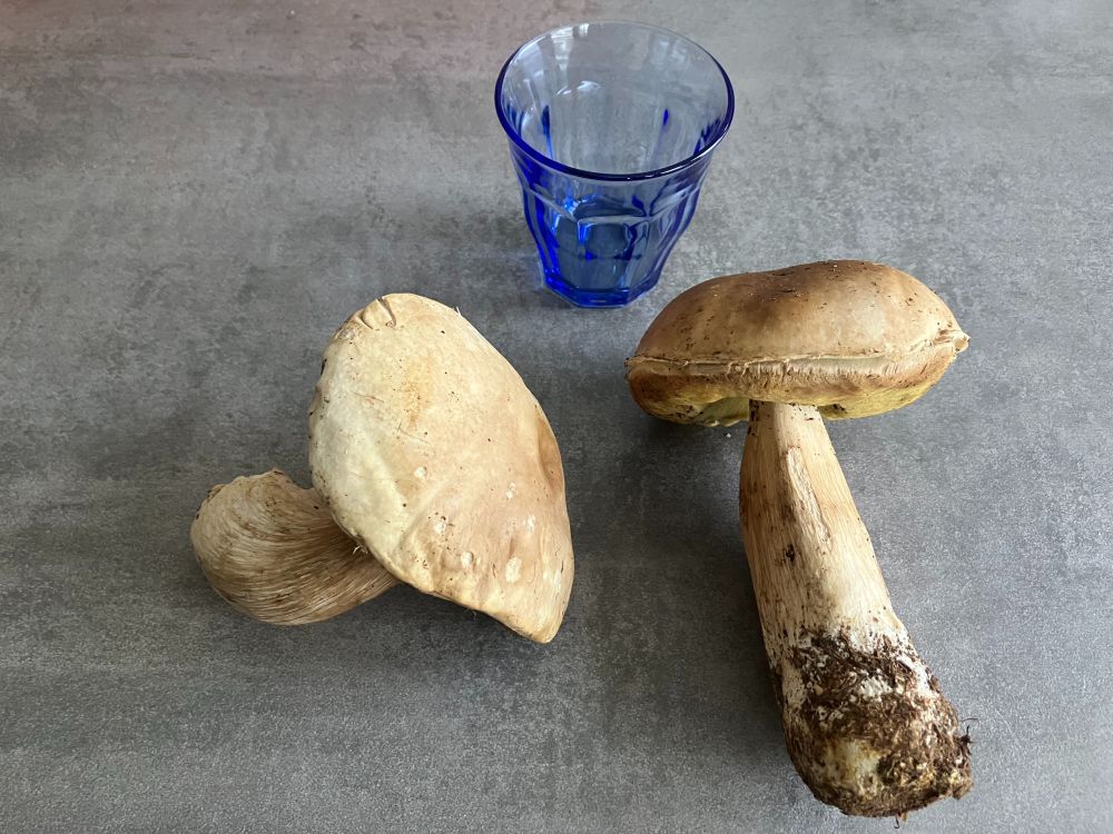 cèpe こんなに大きいのは初めて買った