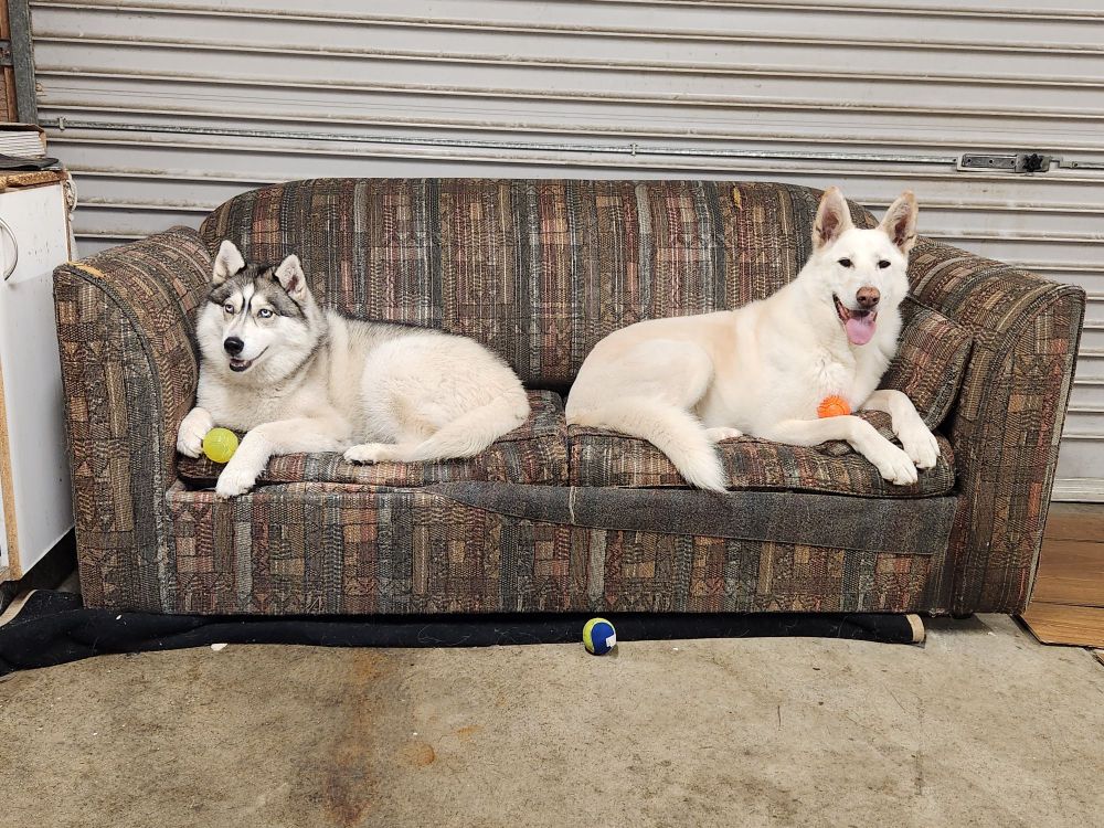 Two dogs (Tracer, Siberian Husky (Left) and Lily, White German Shepherd (Right)) sitting on a couch, holding small toy balls, looking like they're smiling.