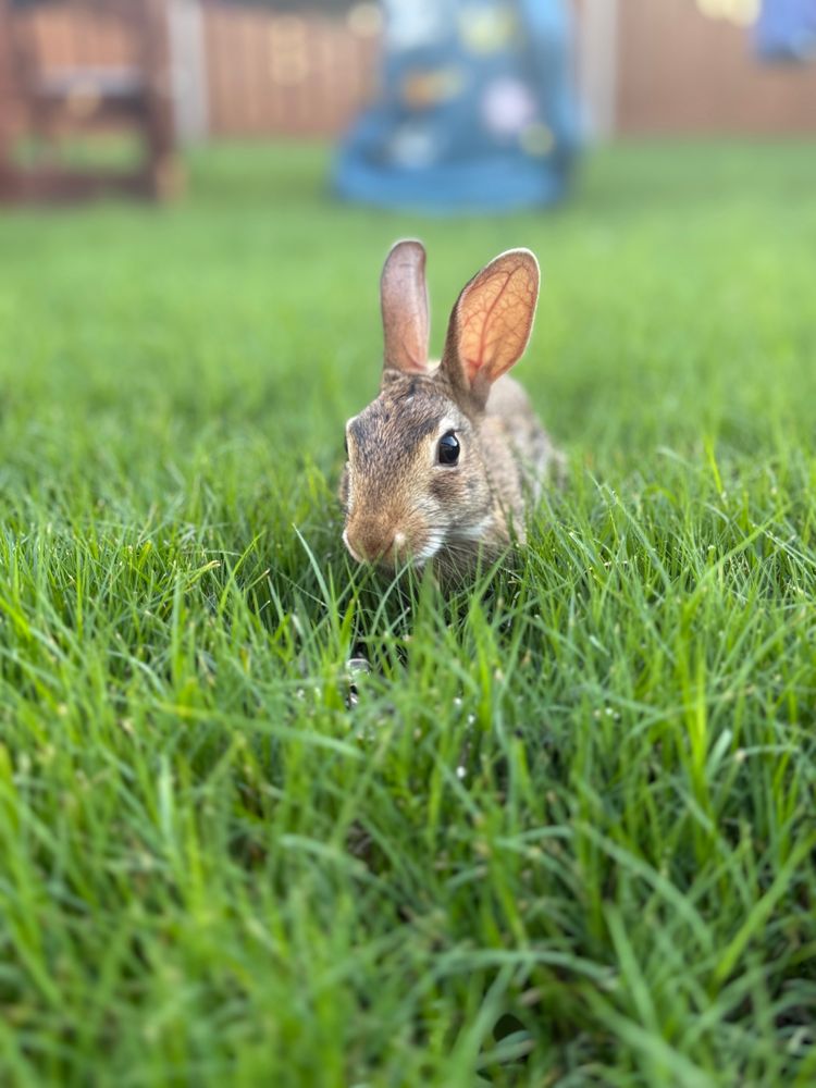 Cute little bunny in the grass.