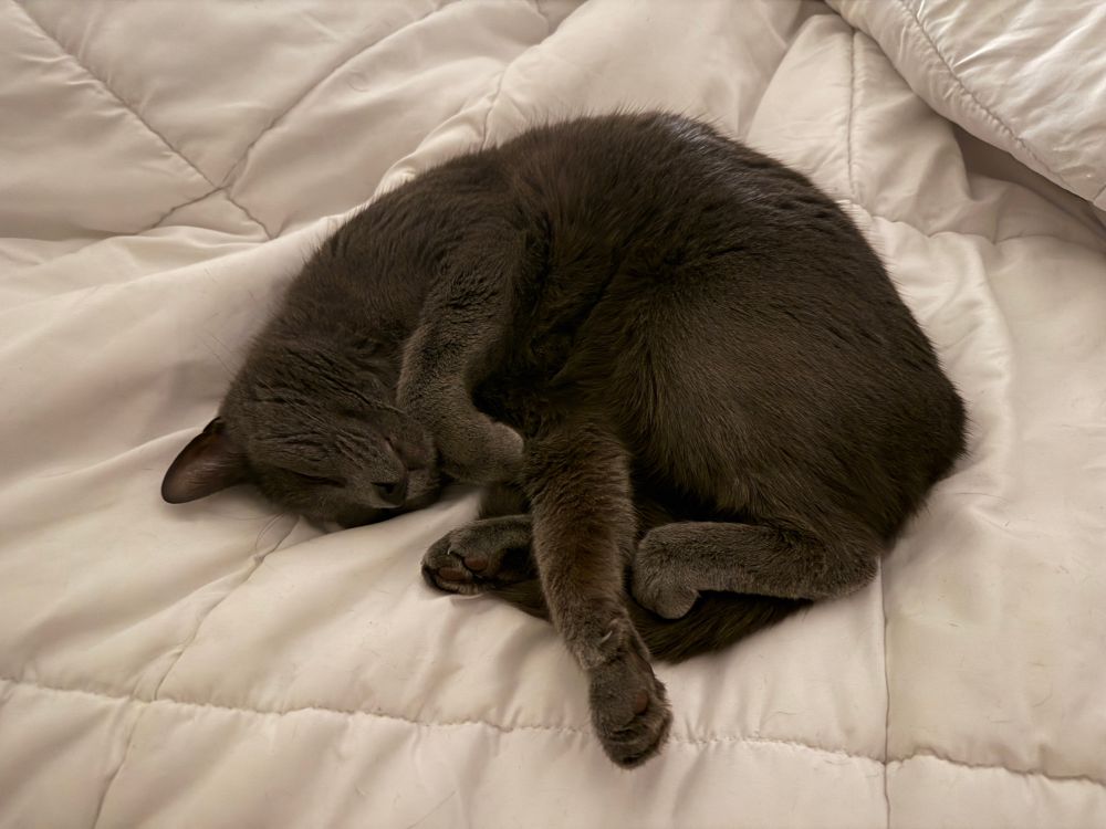 Russian blue curled up on edge of bed.