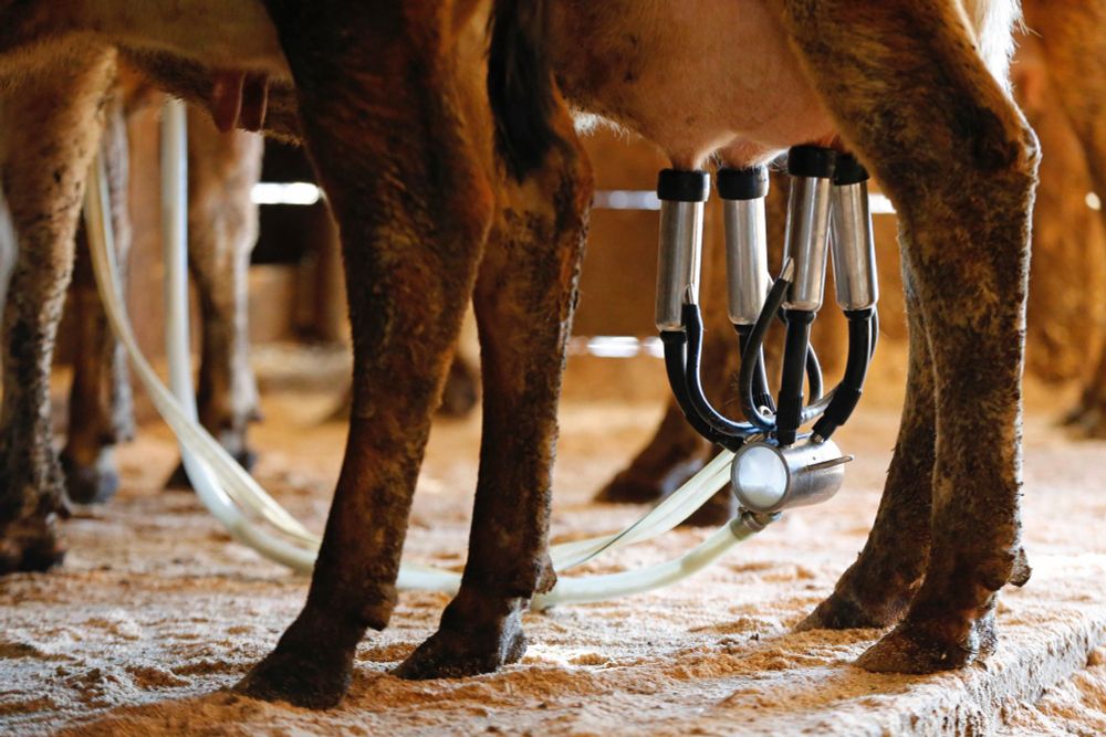 Public health officials in Florida are reporting 21 cases of campylobacter and E. coli infections linked to drinking raw milk, all from the same farm. As of Monday, six children under the age of 10...
