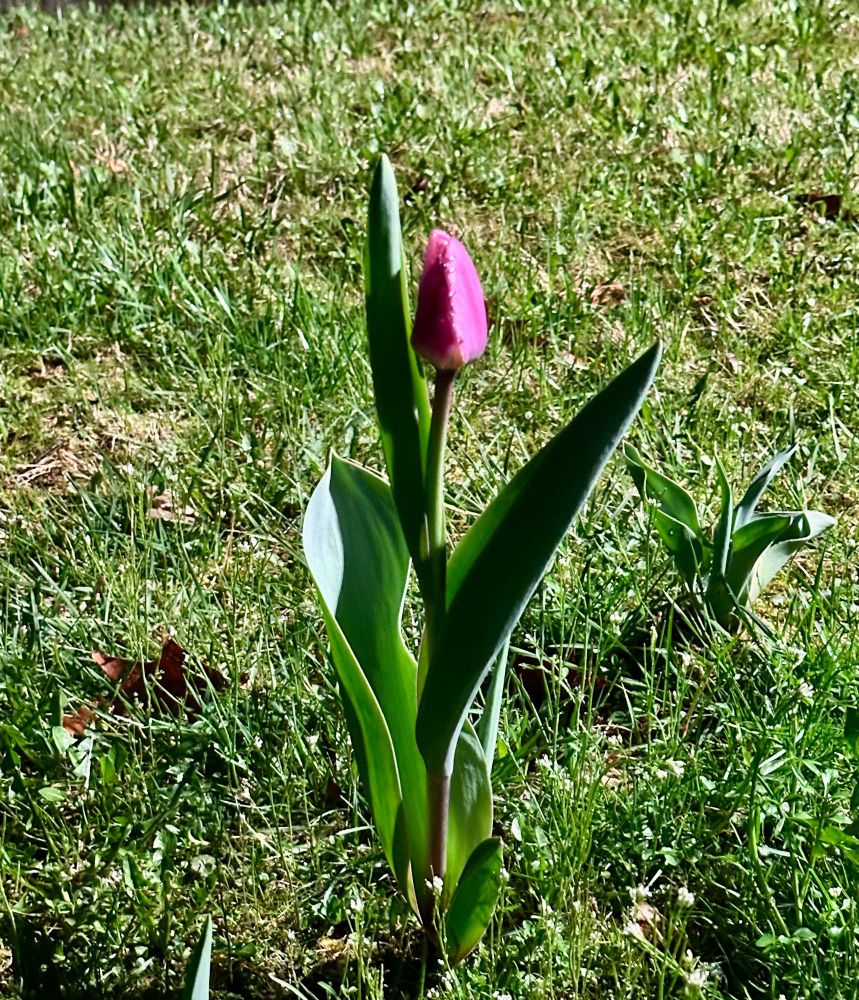 Single pink tulip flower 