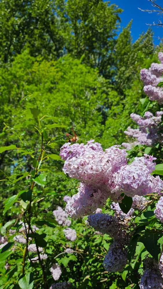 Clearwing hummingbird moth on a lilac