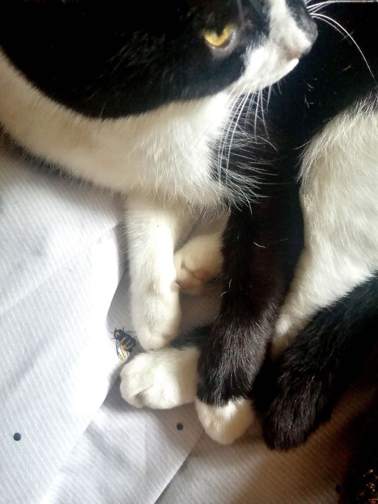 Black and white cat from above with her feet all bought together to form a jaunty square. One yellow eye can be seen and her black tail tip