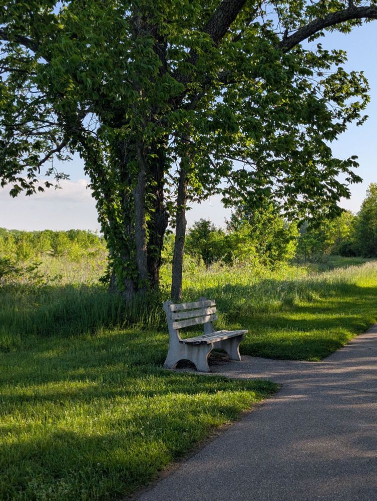 A park bench under a tree. 