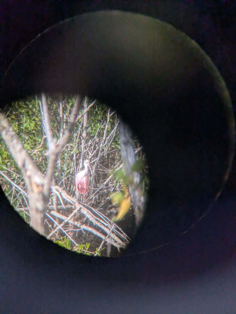 Blurry photo of a Roseate Spoonbill