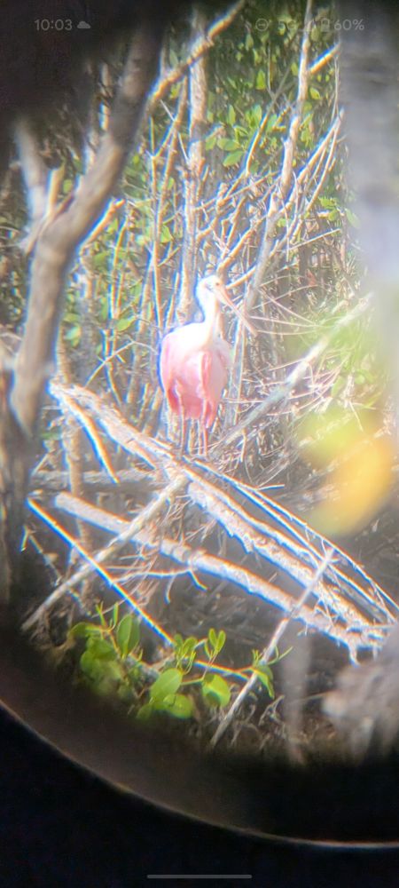 Blurry photo of a Roseate Spoonbill 