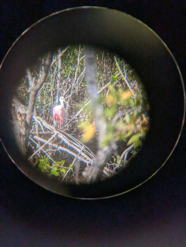 Blurry photo of a Roseate Spoonbill