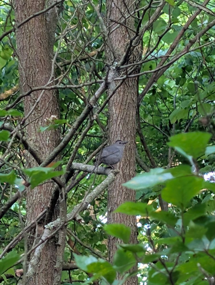 A grey catbird in the branch of a tree 