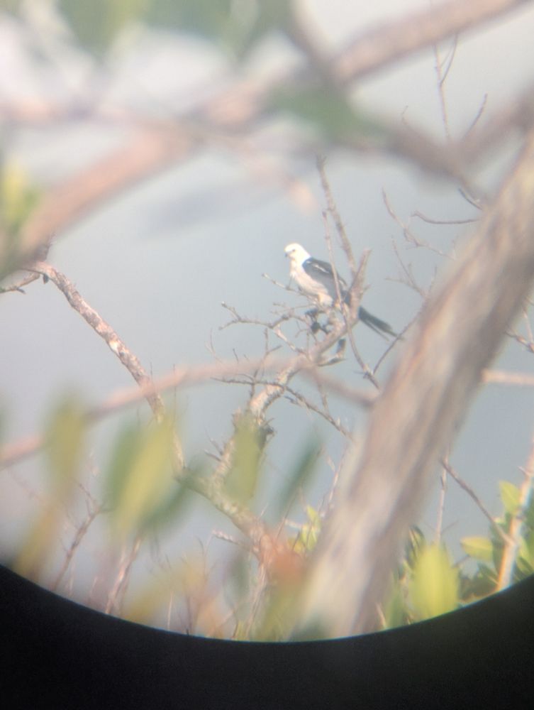 Blurry photo of a swallow-tailed kite 