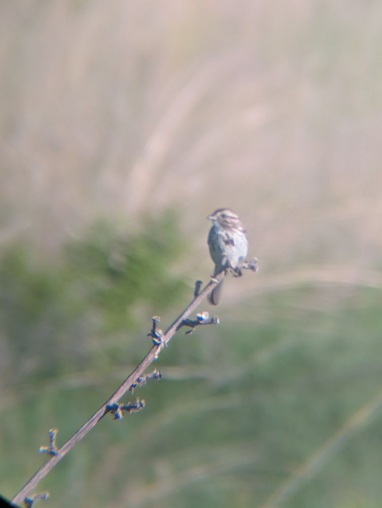 A house sparrow perched on the top of a thin branch 