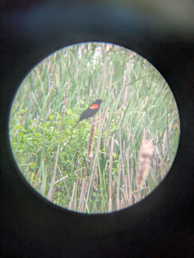 Circle vignette of a red wing blackbird perched on tall grass 