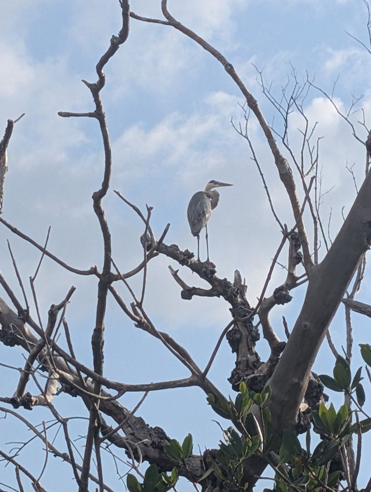 Great Blue Heron standing on a branch and perfectly framed by other branches 