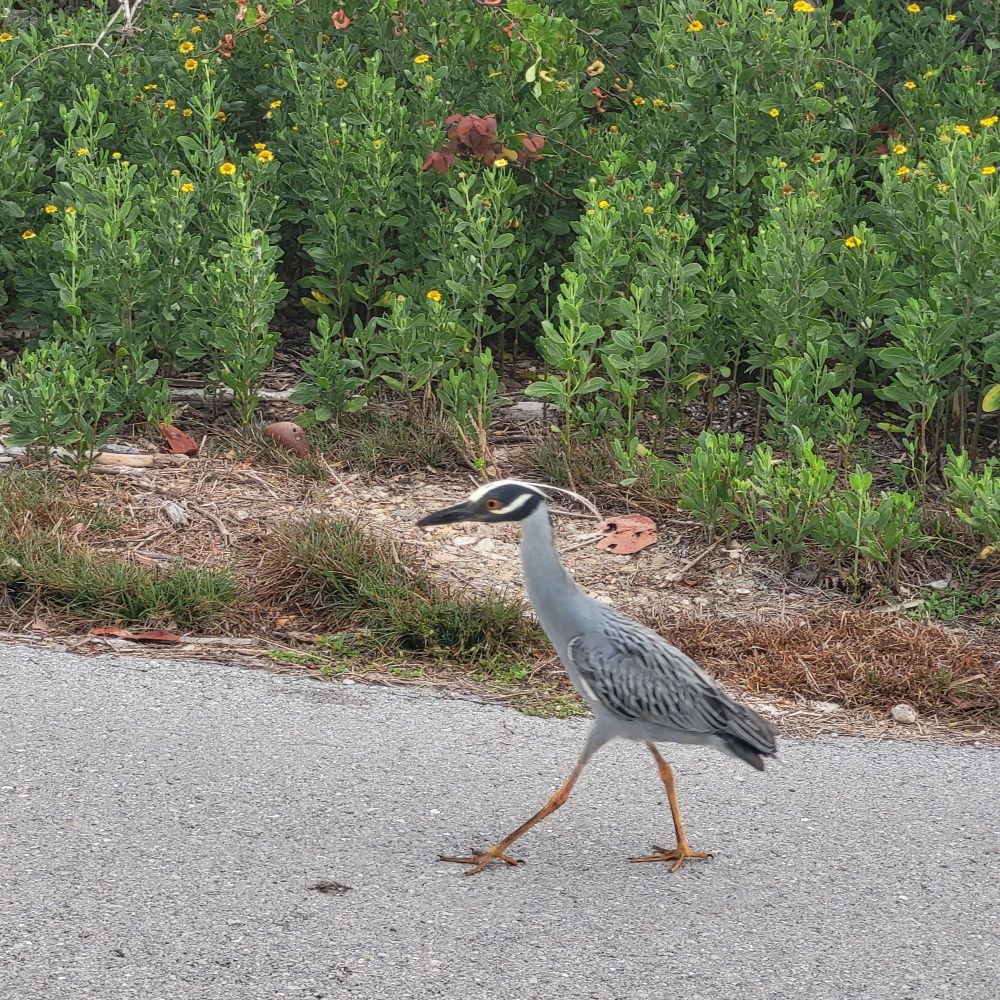 A yellow crowned night heron. He's strutting in a goofy manner 