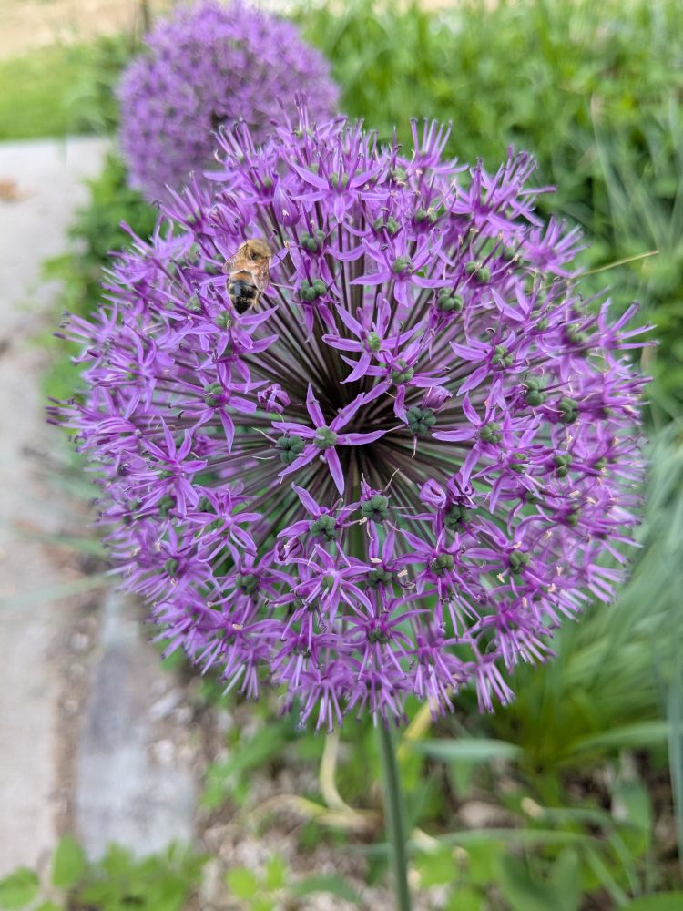 Purple allium with honeybee