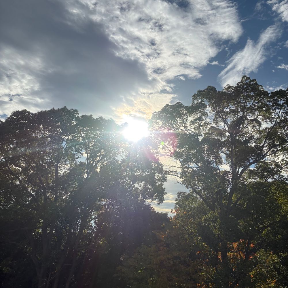楠、紅葉した桜などの木々、雲の切れ間から朝日が射す様子。