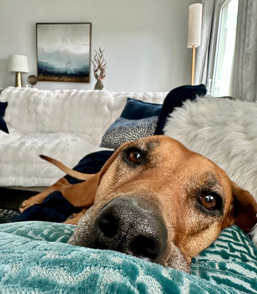 A Rhodesian Ridgeback named Rua wants to be petted 24x7