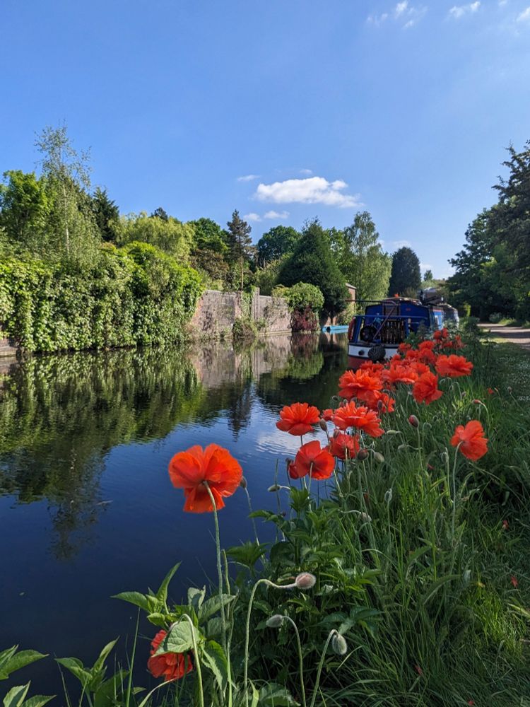 A row of poppies leading the eye to a canal boat in the distance. The canal is reflecting both the blue skies and the wall and plants on the far side of the water. 