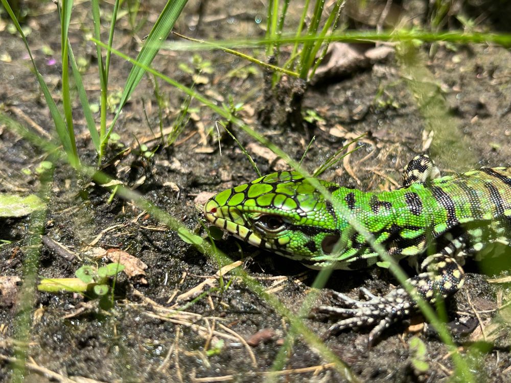 A close-up photograph of a juvenile tegu lizard (Salvator merianae) resting on the ground among grass and soil. The lizard’s vibrant green scales with black and cream-colored markings contrast with the earthy background. Sunlight filters through the grass, highlighting the intricate pattern on its head and body. The tegu appears alert, with its eyes focused and limbs positioned for movement.