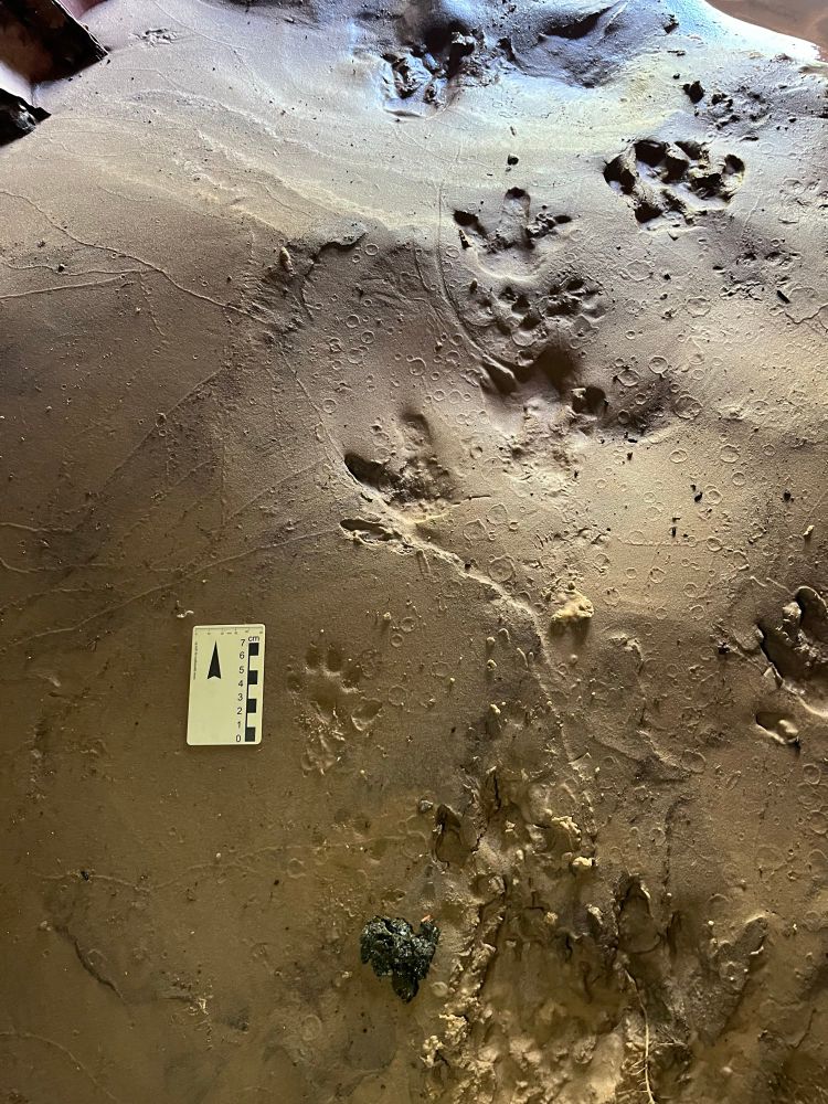 The image shows footprints of a neotropical otter (small, four-toed) alongside larger three-toed capybara footprints. In the lower section, there is an otter spraint (droppings).