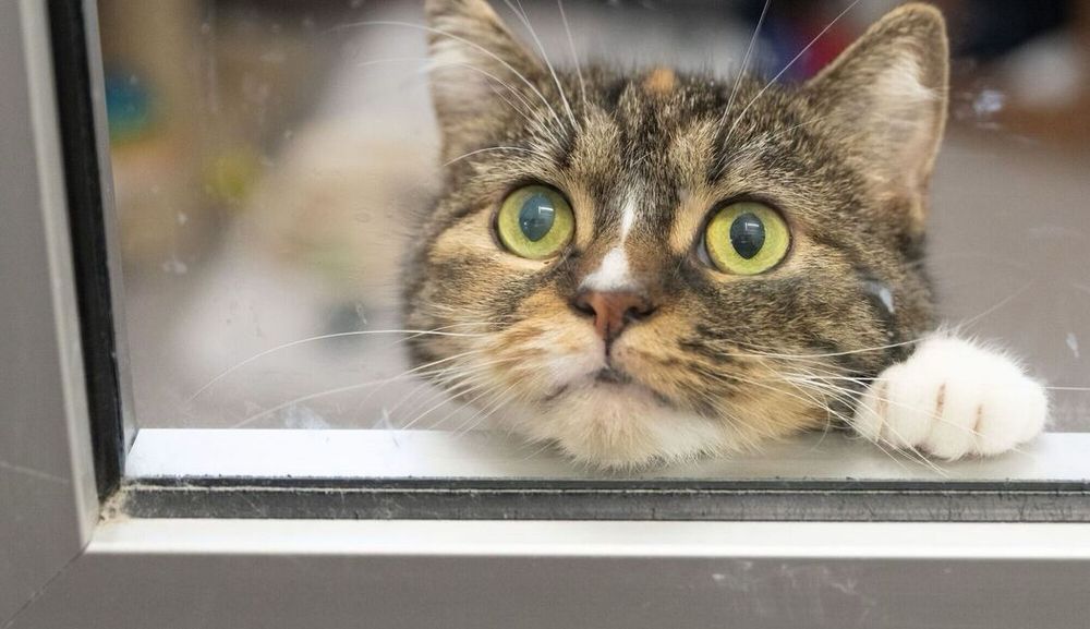 Eine Katze guckt sehnsüchtig aus einem Fenster. 