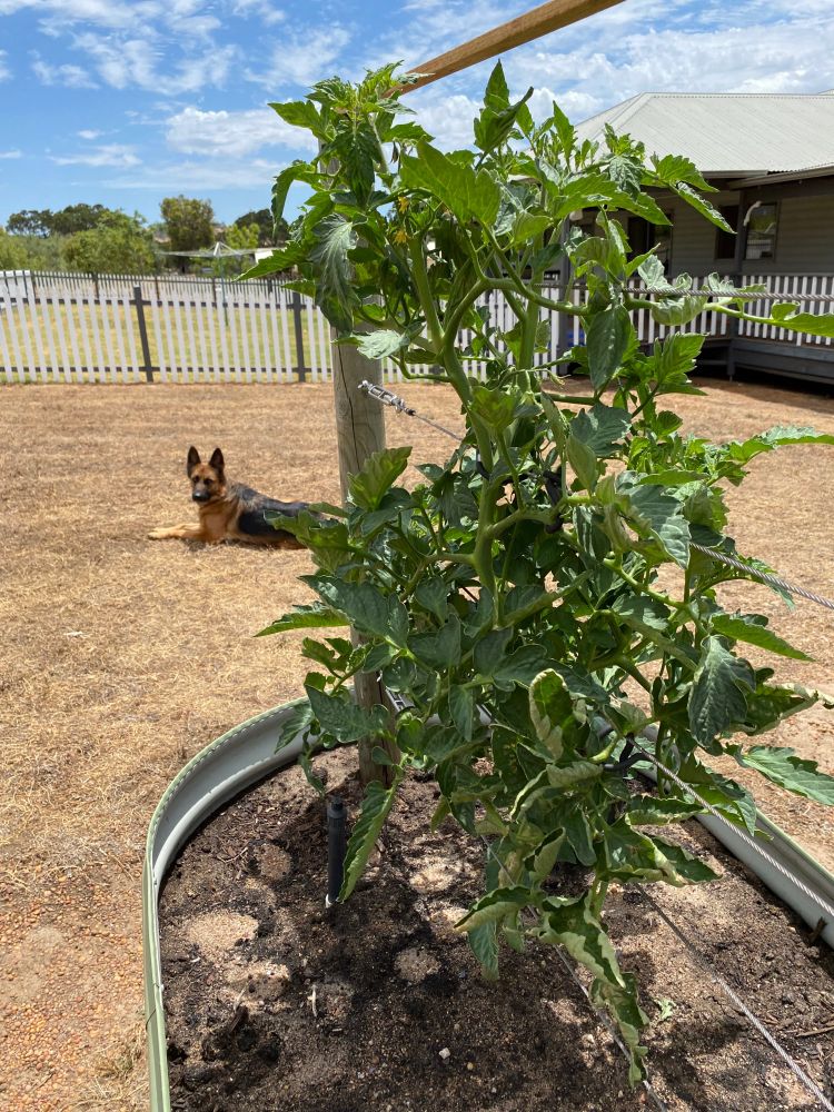 Plant with dog (also hills hoist) 