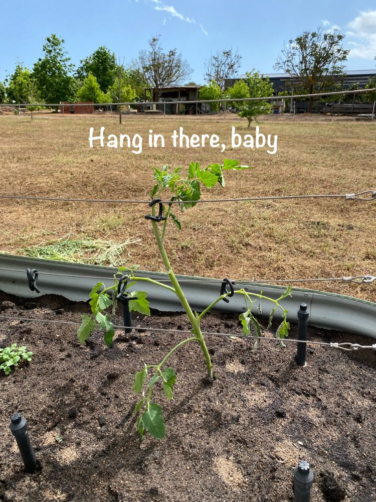 Sick looking little plant (“Hang in there, baby”) 