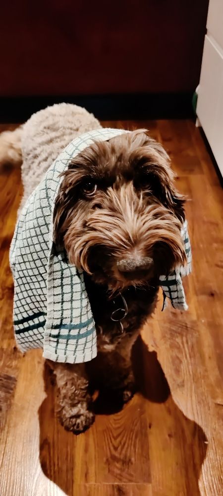 Dog wearing tea towel