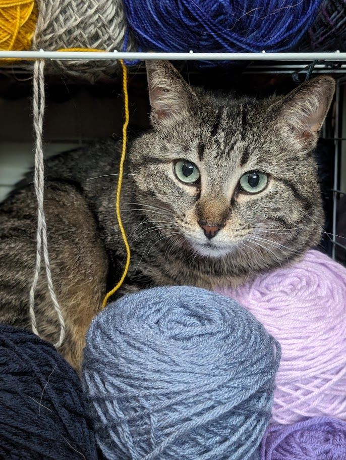A brown tabby cat hiding among some yarn