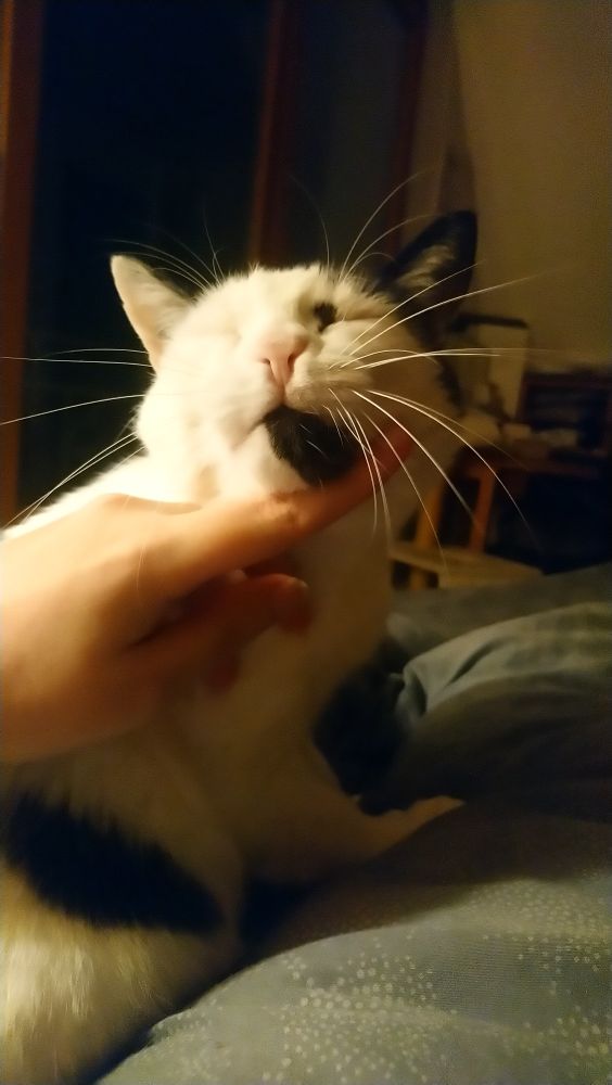 jupi's cat, larry, is getting chin rubs as she wakes up. larry is content.