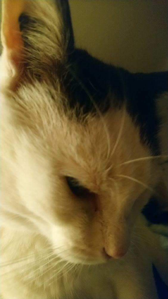 very close-up shot of larry, jupi's cat. he's hungry.