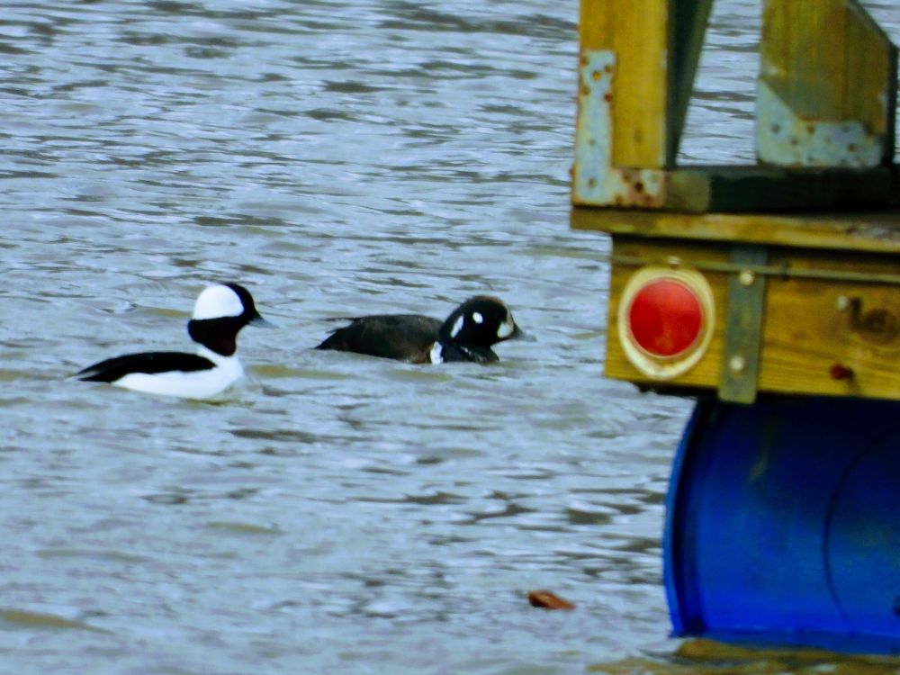 A Bufflehead and a Harlequin Duck swim near a wooden dock.