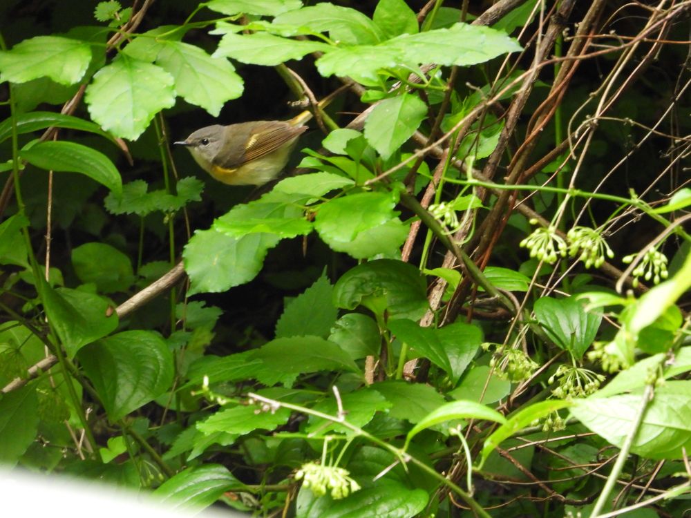 A small bird, a female American Redstart, forages for insects among the branches and green leaves of different plants.