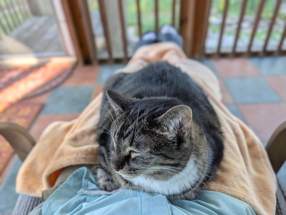 A sleeping cat stretched out on a person's lap.
