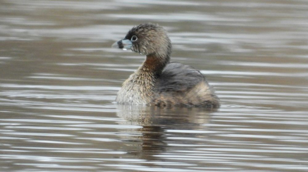 Pied-billed Grebe