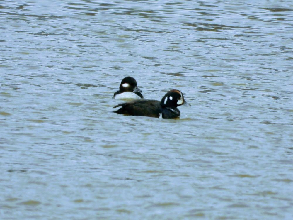 A Bufflehead and a Harlequin Duck swimming.