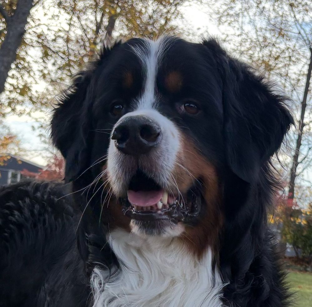 Bernese mountain dog waiting for snow 