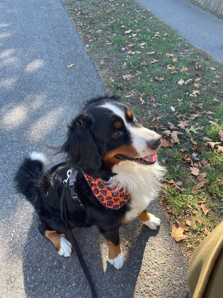 Adorable Bernese mountain dog wearing an orange Halloween bandana w/black pumpkins on it 