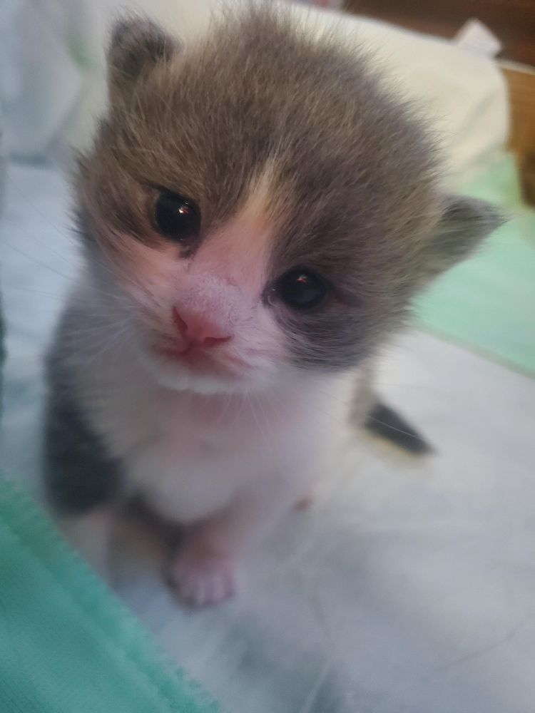 image description: a grey and white kitten on a soft white blanket staring up at the camera with its beady black eyes. 
alt text: hello can i have a cheese? please and thank you